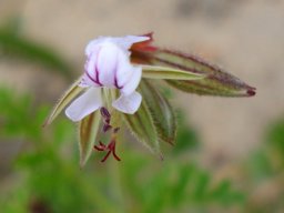 Pelargonium suburbanum subsp. bipinnatifidum flowers